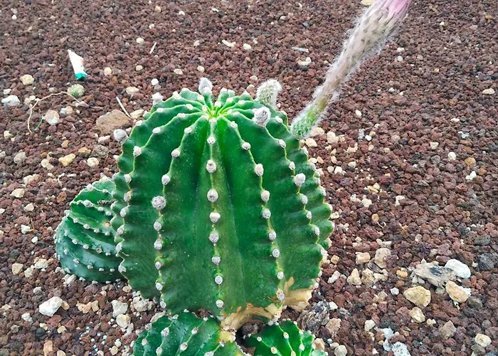 Eucaliptos Tatil Evi Fasnia