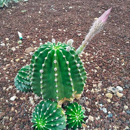 Eucaliptos Holiday home Fasnia